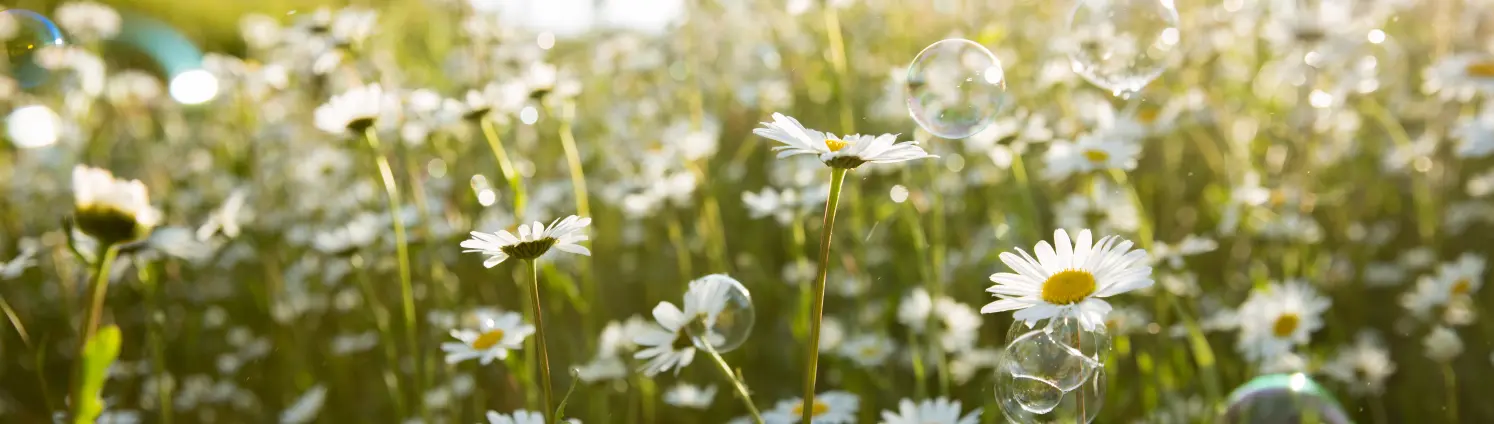 Eine Blumenwiese mit vielen Gänseblümchen und Seifenblasen, die im Hommel fliegen