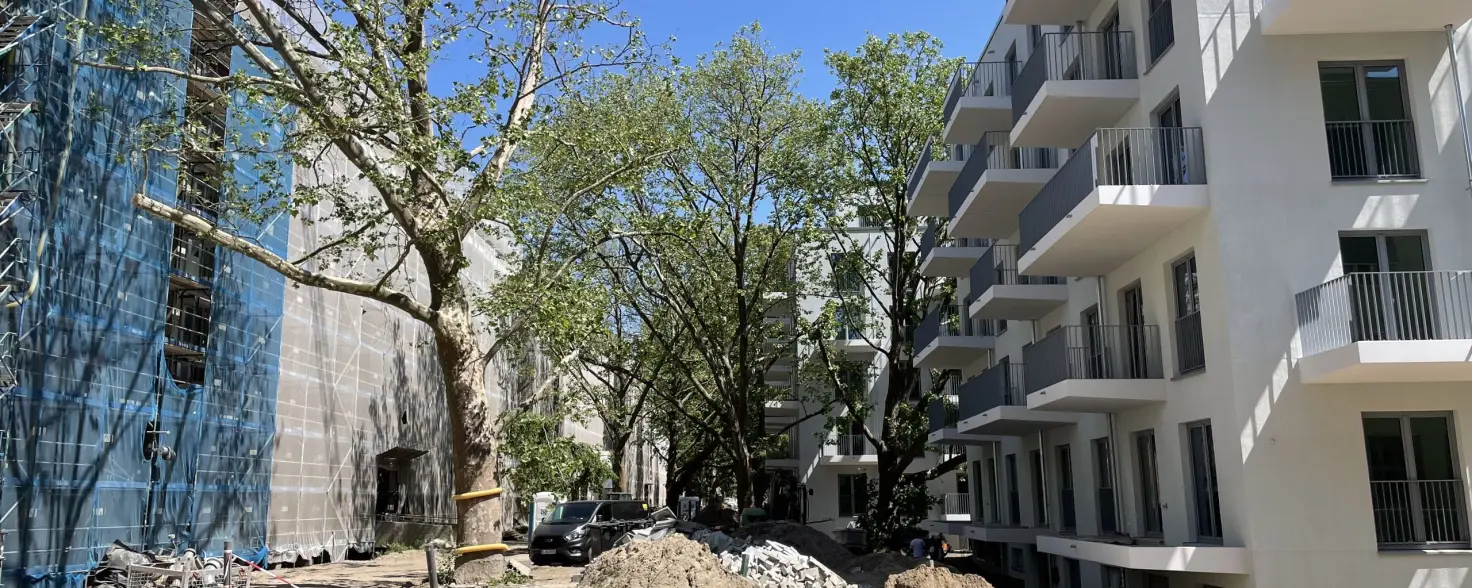 Bäume auf einer Baustelle zwischen zwei Häusern