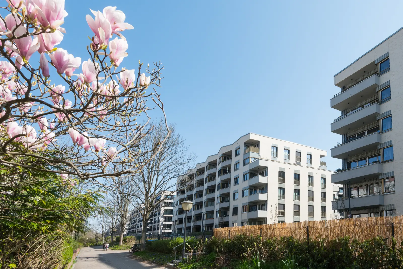 Magnolien blühen im Maximilians Quartier in Berlin-Schmargendorf. Bild mit KI erstellt.